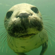 A gray seal.